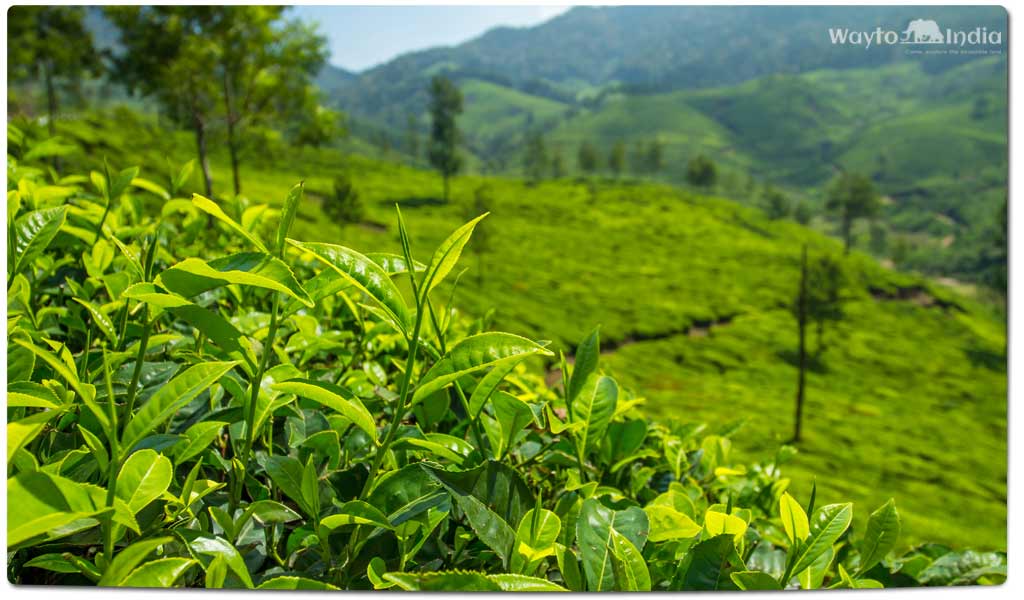 印度的茶园:大吉岭